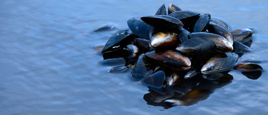 Wholesale Live Mussels
